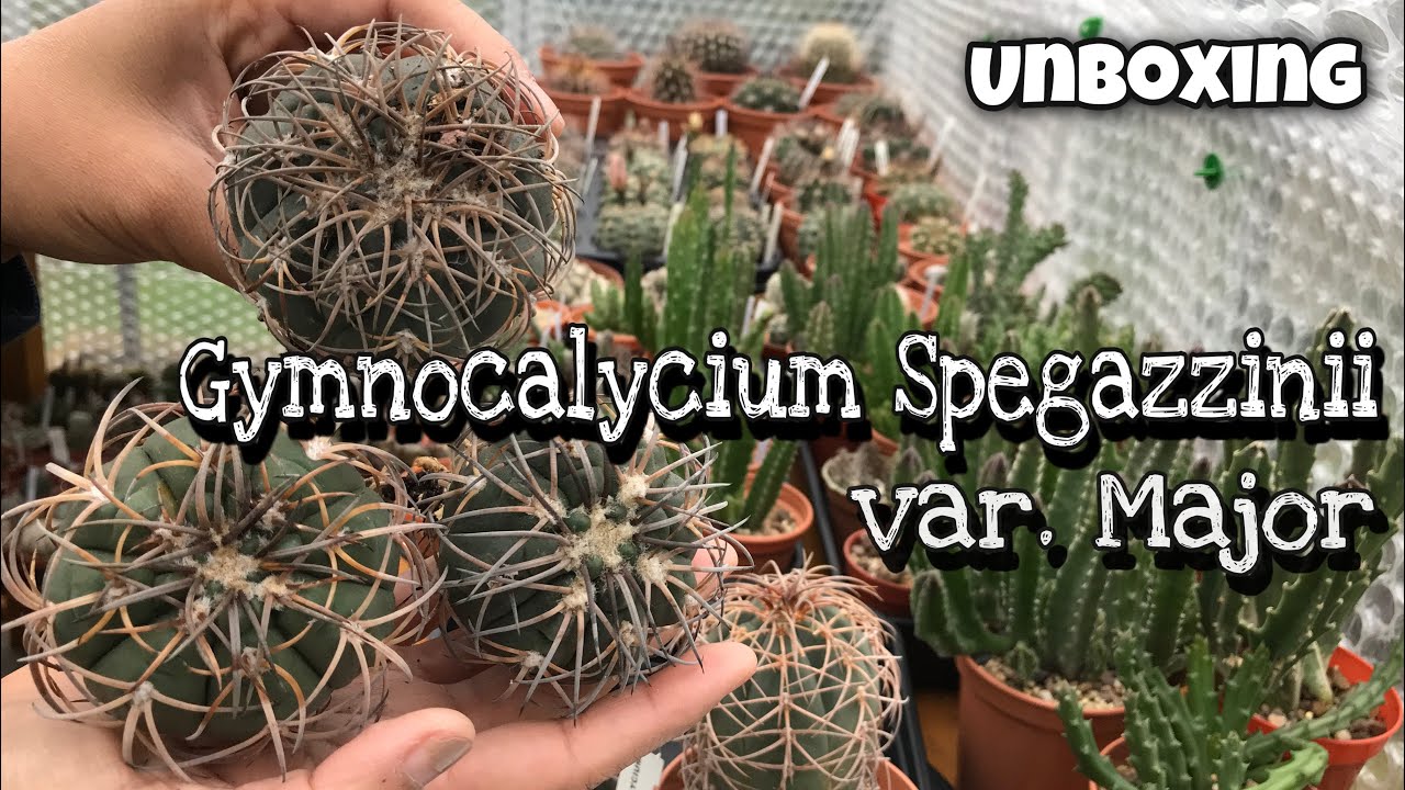 Unboxing Cactus | Gymnocalycium Spegazzinii var. Major | Gymnocalycium  Collection | Gymno