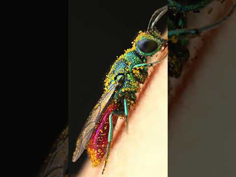 Microphotography Bee Zoom
