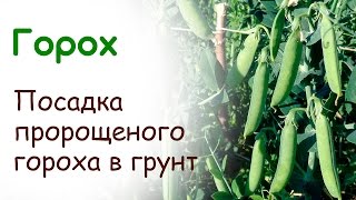 Посадка проросшего гороха в грунт(Наглядно покажу как легко посадить ранний зеленый горошек. Расскажу о преимуществах такого метода, сроках..., 2015-03-16T13:08:43.000Z)