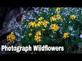 Wildflowers are GOOD but Mosquitoes are BAD | Fuji X-T2 Landscape Photography Vlog