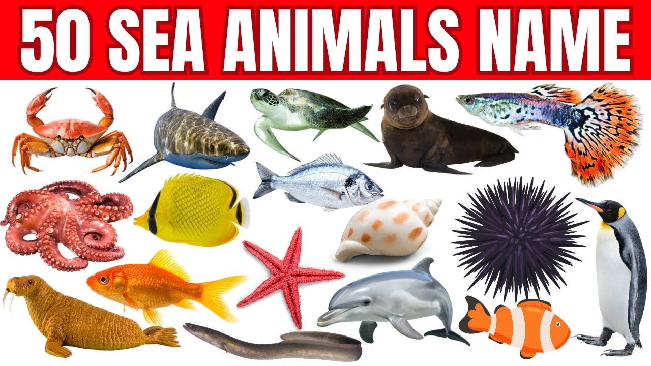 Морские животные | Морские животные для детей | Изучаем морских животных на английском языке | Ви...