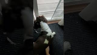 let's go #dog #springer #springerspaniel #dogs #dogshorts #viral #huntingdog #subscribe  #sub