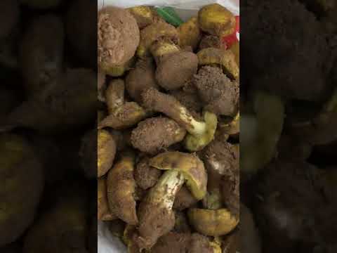 Рядовка зелёная