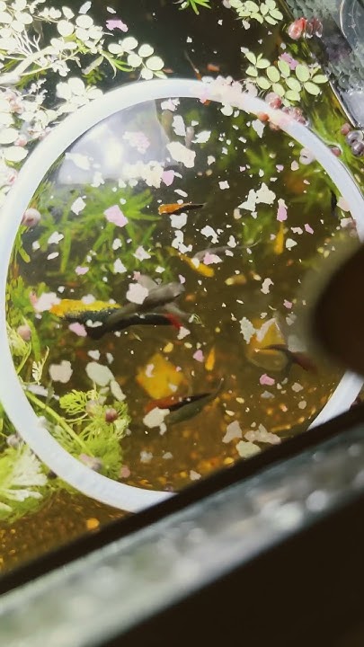 will-my-cat-eat-my-fish-fishtank-guppies-fish-aquarium-ecosystem
