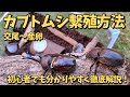 【超初心者向け】カブトムシの繫殖方法 交尾～産卵の方法を分かりやすく徹底解説！