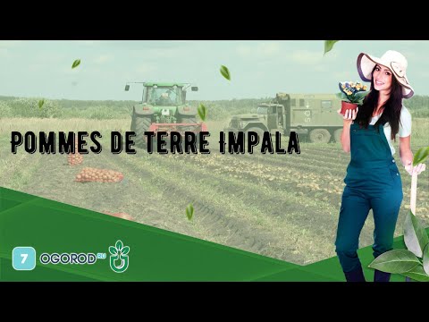 Vidéo: Variété Impala - pommes de terre 