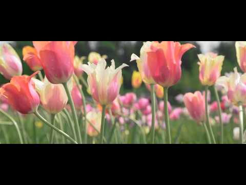 Video: Vai tulpes var augt ūdenī: padomi tulpju audzēšanai bez augsnes