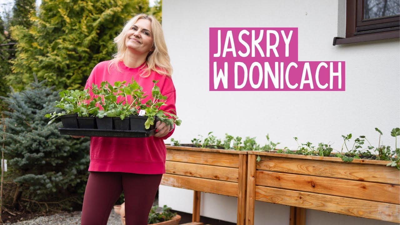 Sadzę jaskry w deszczu