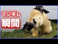 我慢の限界に達した【ホッキョクグマ】リラがカラスにマジギレした瞬間　Polar Bears Life