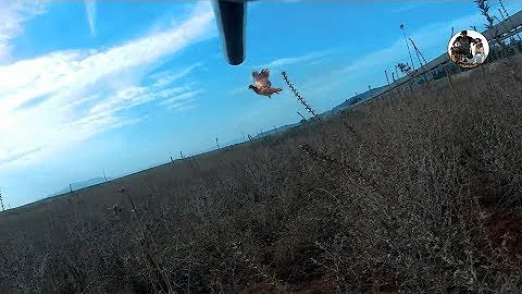 Chasse Perdrix et Caille au Chien Pointer Anglais , partridge hunting