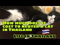 Pina kapon na namin si MingMing at may vaccine na din sya ||  our per cat in Thailand || cat vlog