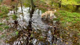 Walkies in the Mud