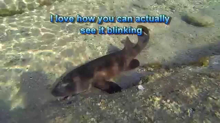 Guess what we found in an Australian tidal pool?!