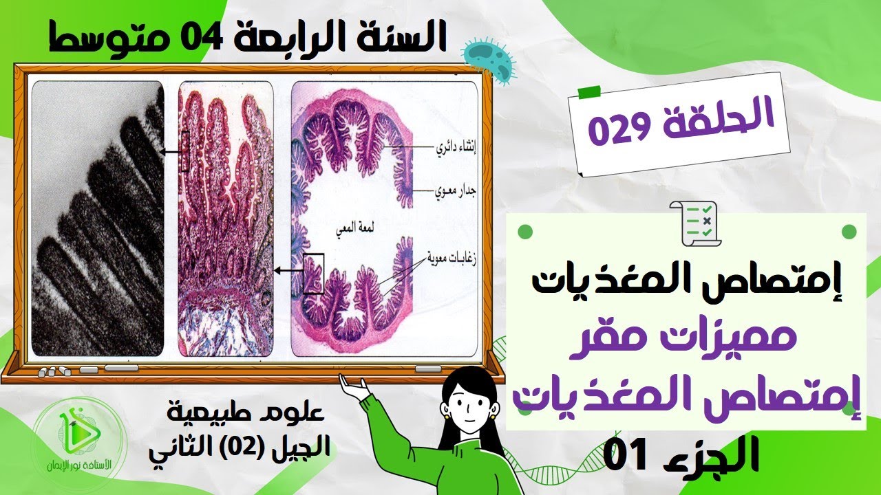 وصف بنية الجدار الداخلي للمعي الدقيق صفحة 19 علوم طبيعية سنة 04 متوسط