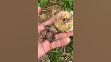 Found three small snails hiding in an old snail shell #snail #hunting #catch #animals #shorts