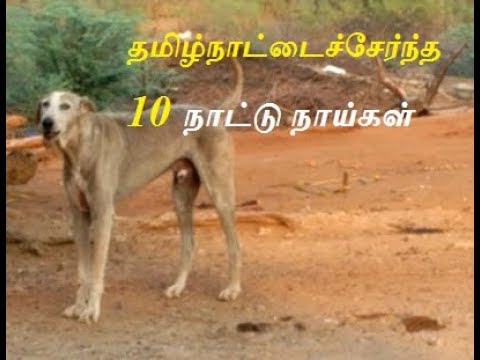 தமிழ்நாட்டைச்சேர்ந்த 10 நாட்டு நாய்கள் 10 native dog breeds of tamilnadu