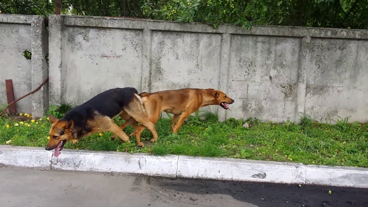 Кобель сношает сучку на четвереньках