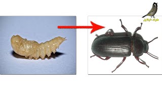 تحول دودة القبابي من الشرنقة الى الخنفسة Mealworm