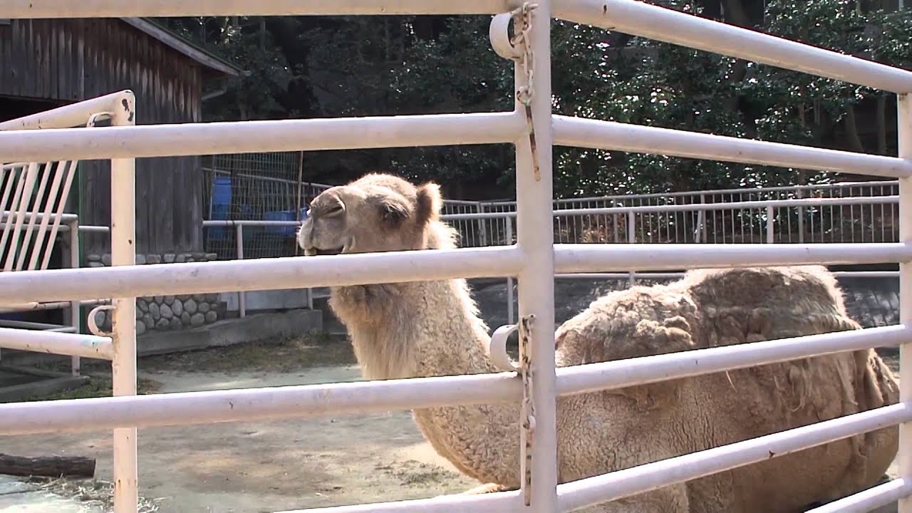 子供が気になる動物の鳴き声 ラクダの鳴き声聞いたことありますか じりさんブログ