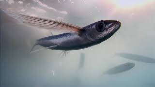 Как нерестятся летучие рыбы из семейства (Exocoetidae) в открытых водах Мирового океана ?