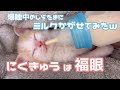 爆睡中の赤ちゃん猫がミルクを嗅ぐとこうなりますw
