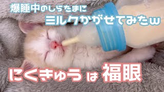 爆睡中の赤ちゃん猫がミルクを嗅ぐとこうなりますw