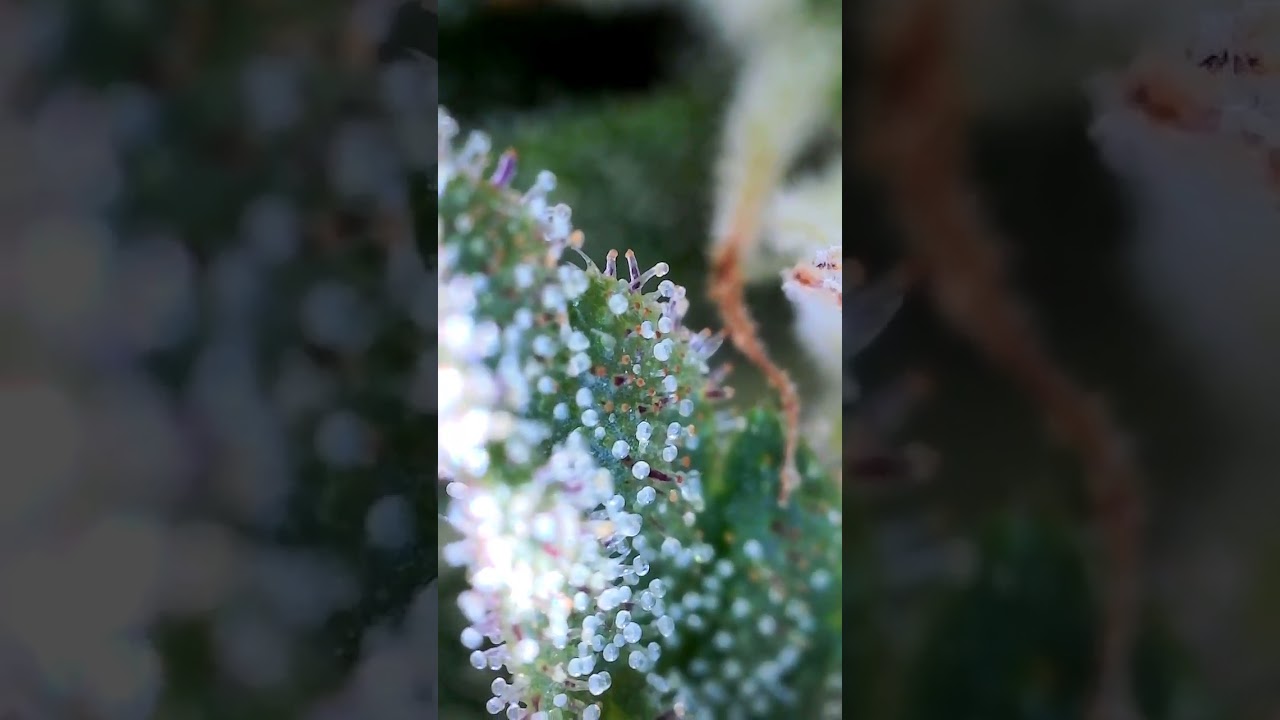 Blueberry Muffins *Purple Trichomes
