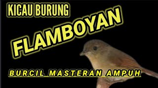 BURUNG FLAMBOYAN GACOR  MASTERAN TERAPI GEMERICIK AIR