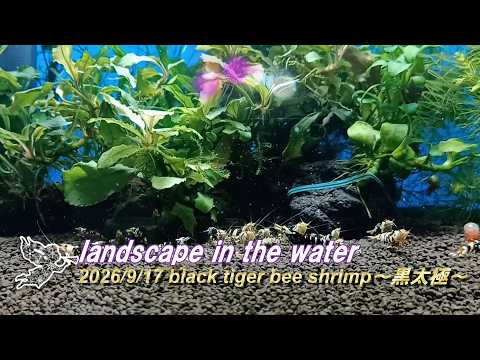 2026/9/17 landscape in the water #ブラックタイガービーシュリンプ #黒太極 #アクアリウム #aquarium #癒し #healing