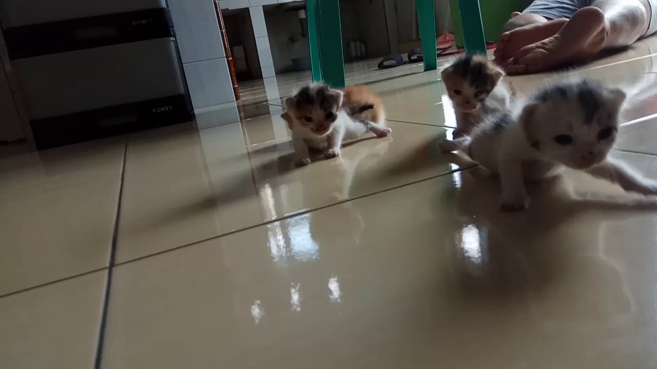 Kucing kecil yang Lucu 