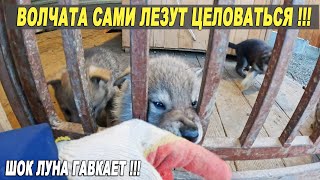 ВПЕРВЫЕ ВОЛЧИЦА ЛУНА ГАВКАЕТ, ЗАЩИЩАЯ ВОЛКА АЯВРИКА !!! Волчата сами подходят целоваться !!! Занятия