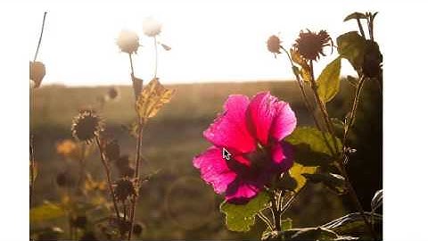 Demo: Gestures in Flash Player 10.1 / Adobe AIR 2.0