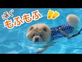 プールで泳ぐチャウチャウの姿が可愛すぎる