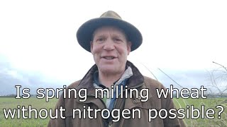 No nitrogen wheat