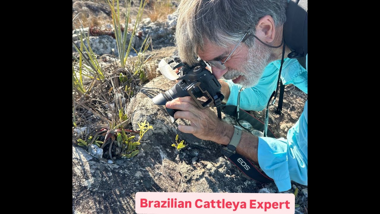 Rupiculous Cattleya Care Guide 🌿 Interview with Francisco Miranda