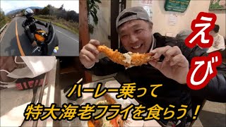 ハーレー乗って喫茶オリノ大エビフライでB級グルメツー