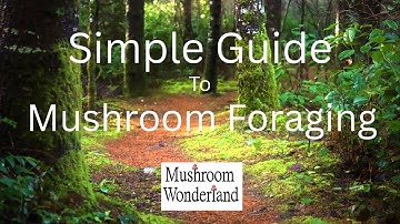 Simple Guide to Mushroom Foraging for Beginners