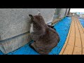 壁に向かってふてくされる野良猫がカワイイ