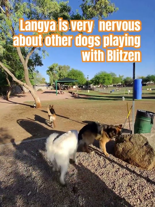 Langya is very nervous about other dogs playing with Blitzen