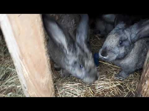 Wideo: Kobieta Postanowiła Sama Przeciąć Psa. Nawet Pies Nie Jest Zadowolony Z Takiej Fryzury, Bo Zaczął Wyglądać Jak Królik