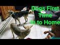 We Invited Stray Dogs Into our House in Heavy Rain| Dogs Reaction First Time At Home | Shashimourya