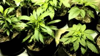 Grow Update Day 28 3X Crazy Purple Cadillac S1E5