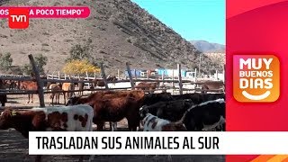 Falta de agua obliga a crianceros a trasladar a sus animales al sur | Muy buenos días