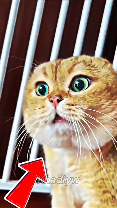 DID That CAT Just Say