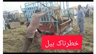 Cow Mandi Madsra Stan