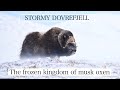 The Frozen Kingdom Of Musk Oxen | Stormy Dovrefjell