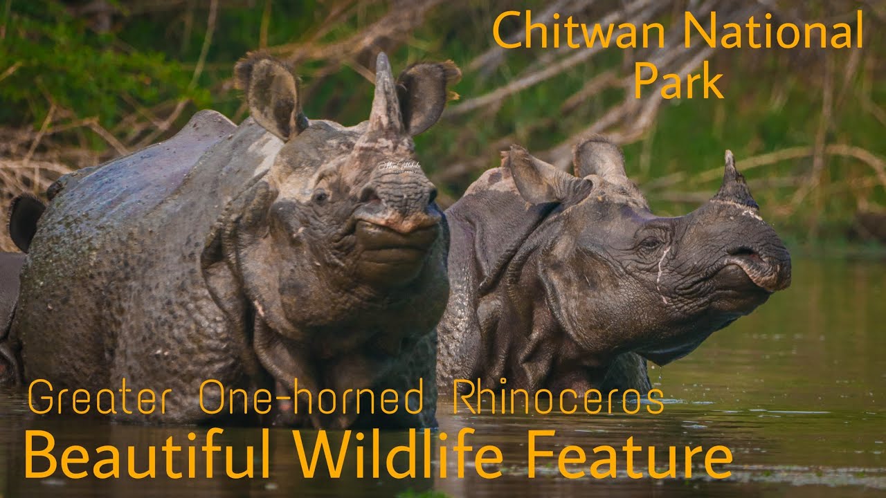 The incredible gather of Rhino (Greater One-horned Rhinoceros) | 