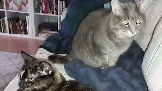 Gray Tabby Cat looking for the best place next to Daddy by Benjamin Tobies 436 views 1 month ago 1 minute, 42 seconds