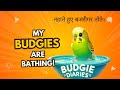 Budgies Are Bathing | The Budgie Diaries