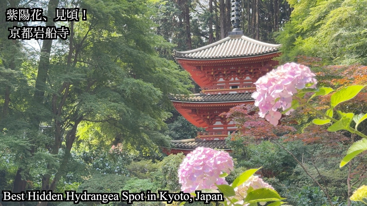 Kyoto's Hidden Hydrangea Paradise | Gansenji Temple in Full Bloom
